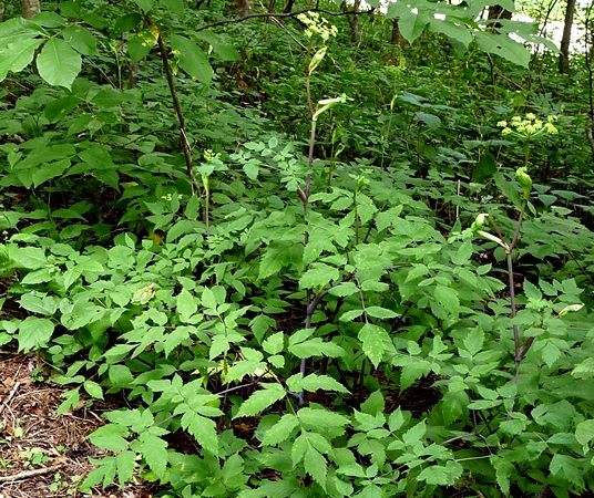 {Angelica triquinata}
